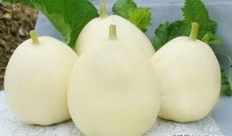 甜瓜最新更新爆料,揭秘幕后故事与精彩瞬间